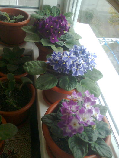 01640 - flori din gradina2009