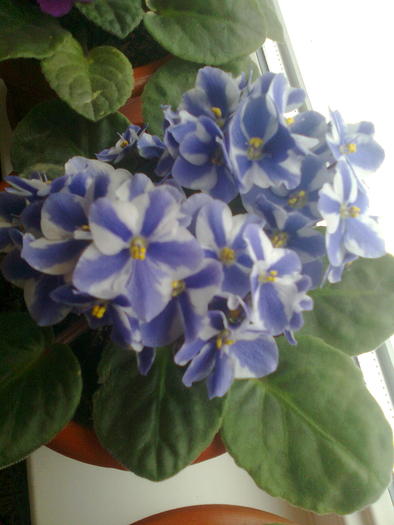 01641 - flori din gradina2009
