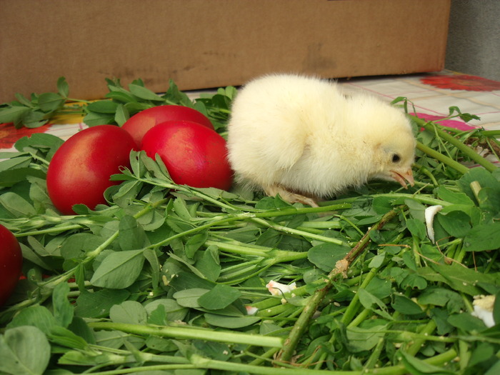 puisori ,brahma herminat deschis 055