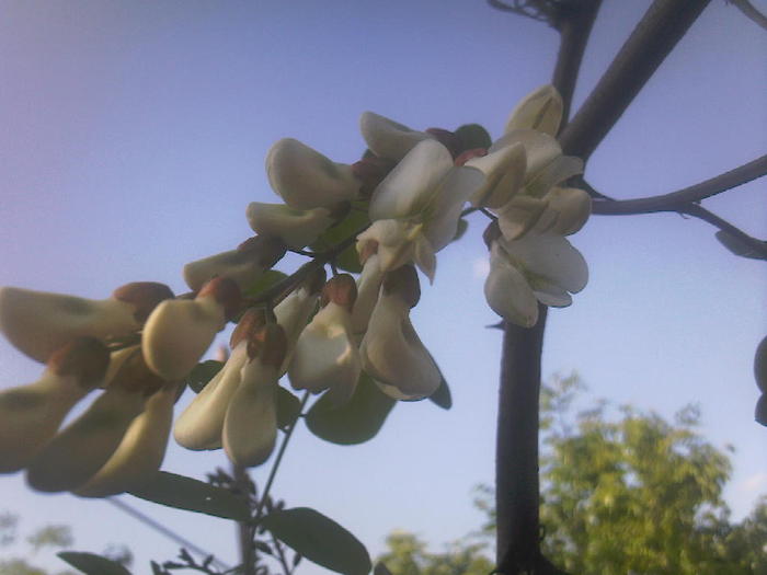 Fotografii-0170