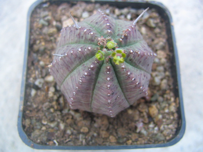Euphorbia cereiformis (L)  fosta; echinata (Roxb.)