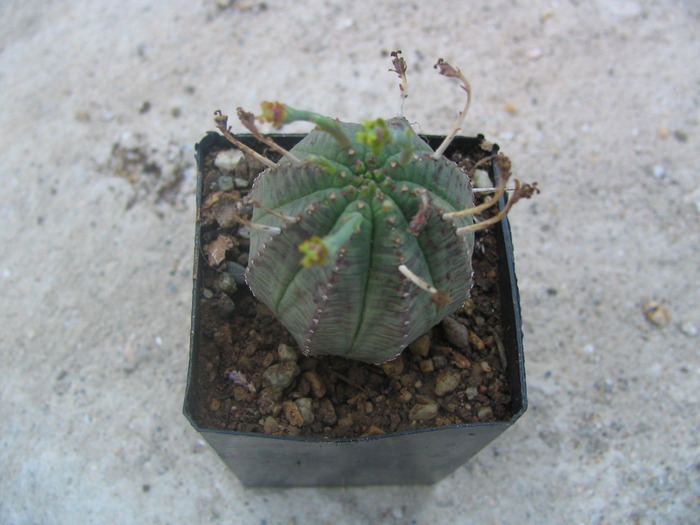 Euphorbia cereiformis (L) fosta; echinata (Roxb.)