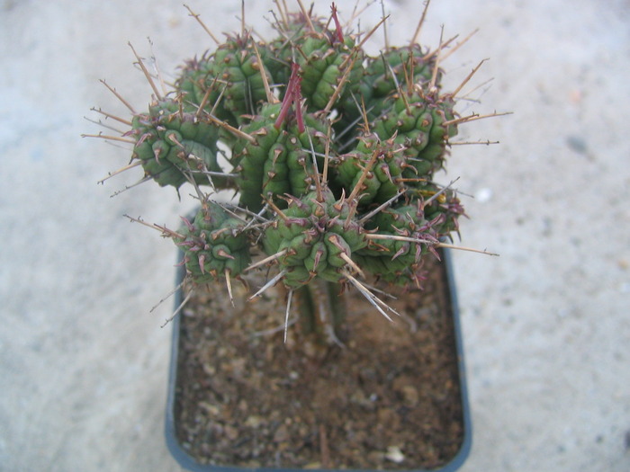 Euphorbia fimbriata (Scop.)