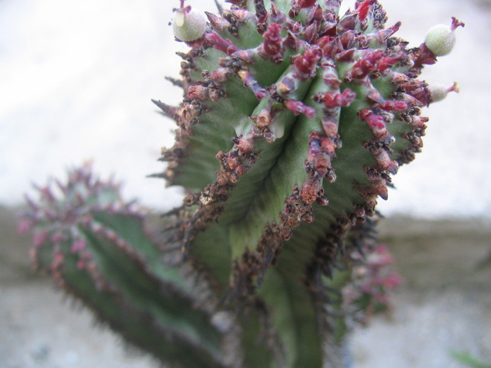 Euphorbia horrida (Boiss.)