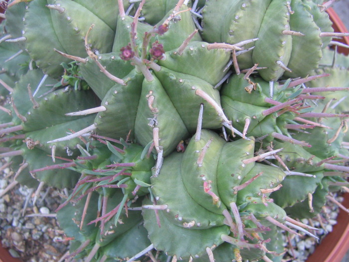 Euphorbia meloformis (Aiton)