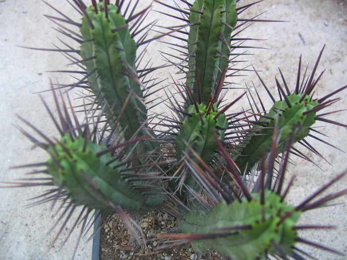 Euphorbia pentagona (Haworth.)
