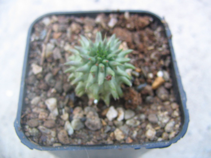 Euphorbia suzannae (Marloth)