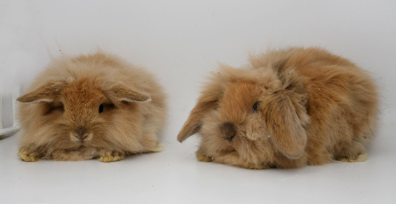 berbecat cap de leu; femel%u0103, mascul
