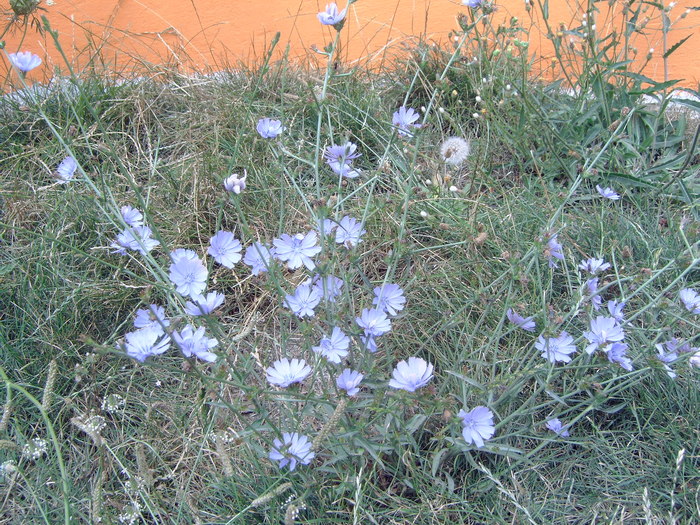 Cicoare in gradina (Cichorium intybus )