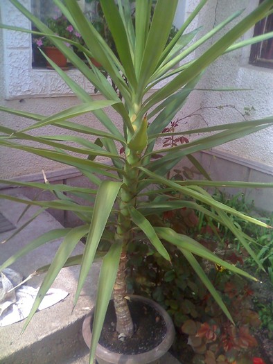 yuca - florile mele