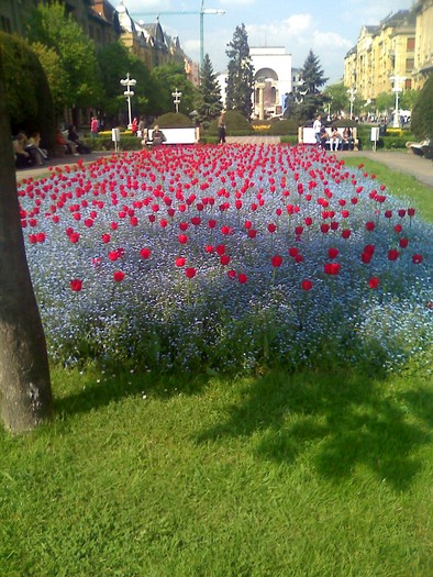 centru Timisoara - florile mele
