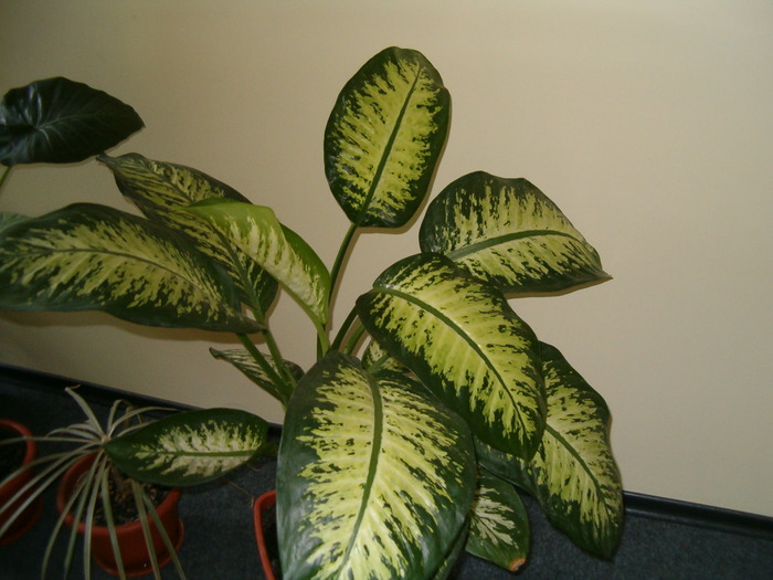 dieffenbachia