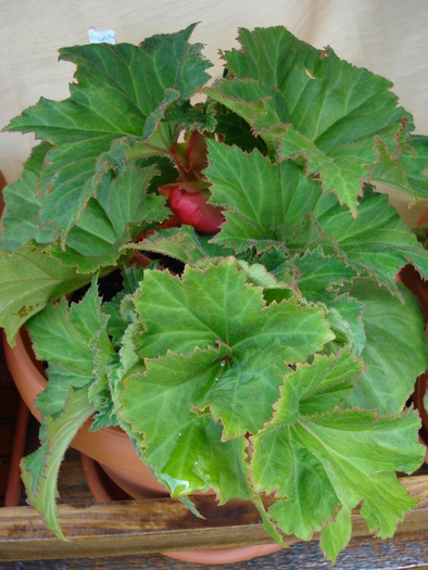 Red Begonia (2009, June 04)