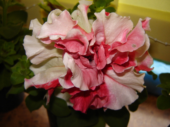 DSC02912 - flori 2010