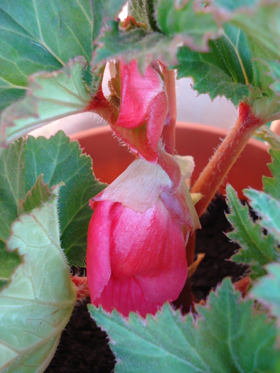 Red Begonia (2009, June 09) - Begonia