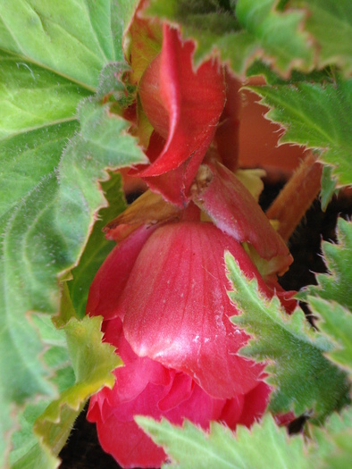 Red Begonia (2009, June 18) - Begonia