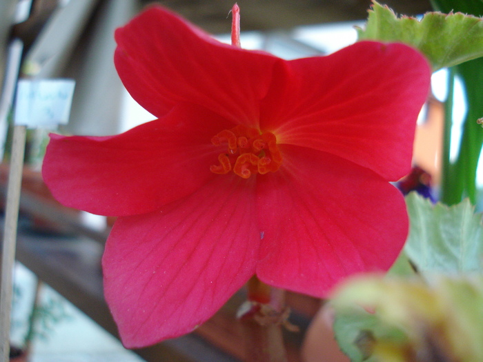 Red Begonia (2009, July 10) - Begonia