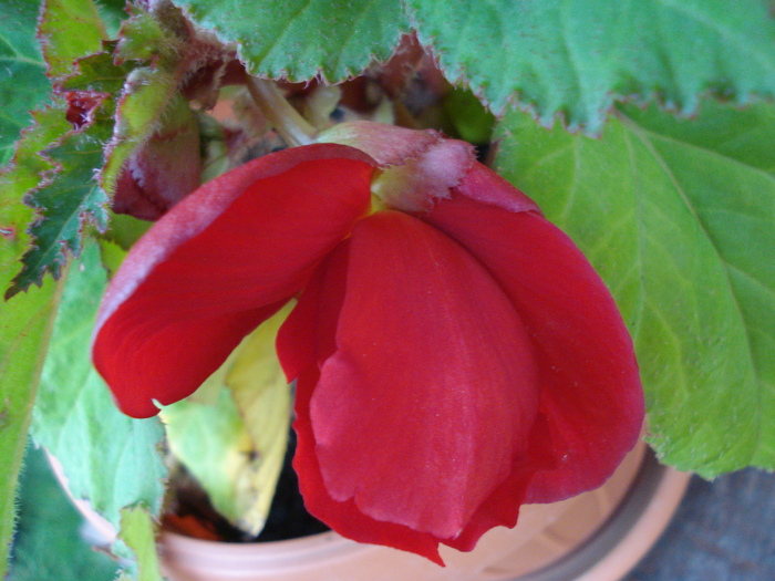 Red Begonia (2009, August 09) - Begonia