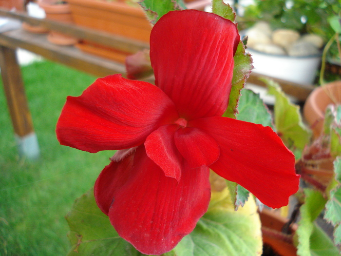 Double Red Begonia (2009, Aug.12) - Begonia