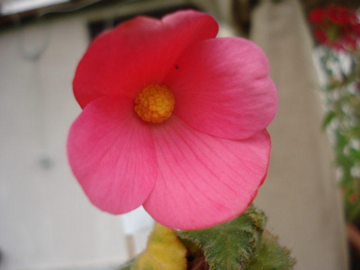 Pink Begonia (2009, October 04) - Begonia
