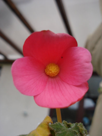 Pink Begonia (2009, October 04)
