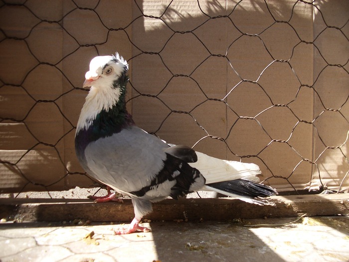 IMGP7972; provine din femela din crescatoria lui Titi Zaharia
