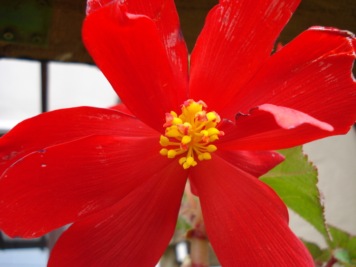 Red Begonia (2009, October 04) - Begonia