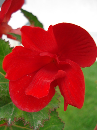 Double Red Begonia (2009, Oct.04) - Begonia