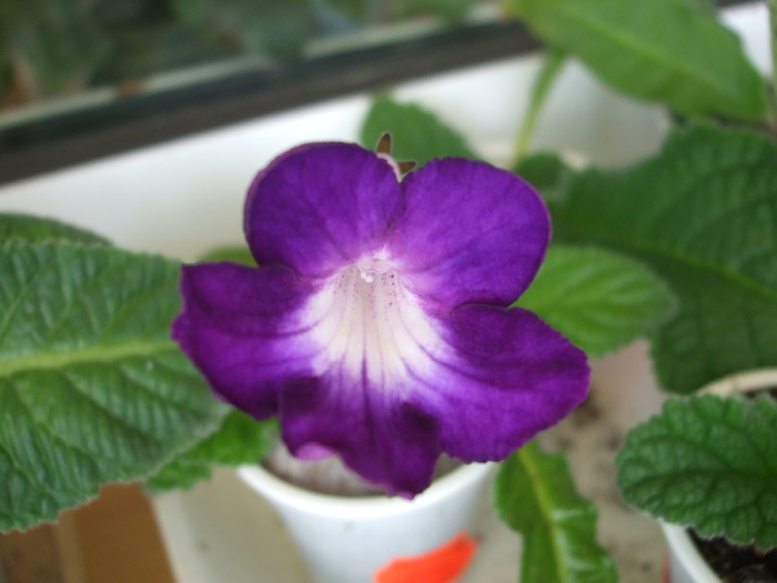 DSCF7195