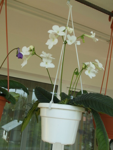 DSCF7209