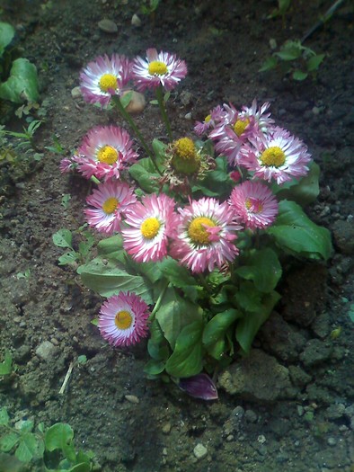 banuti - florile mele