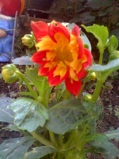 dalie pitica - florile mele