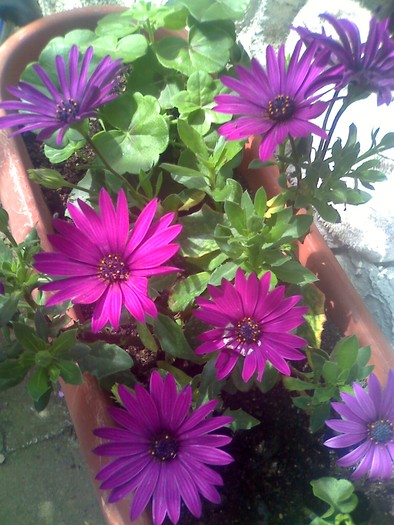 margarete2 - florile mele