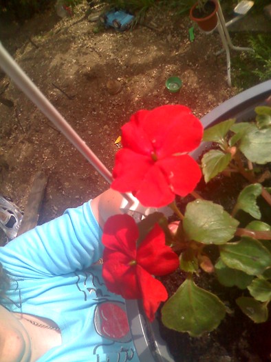 sporu casei rosu - florile mele