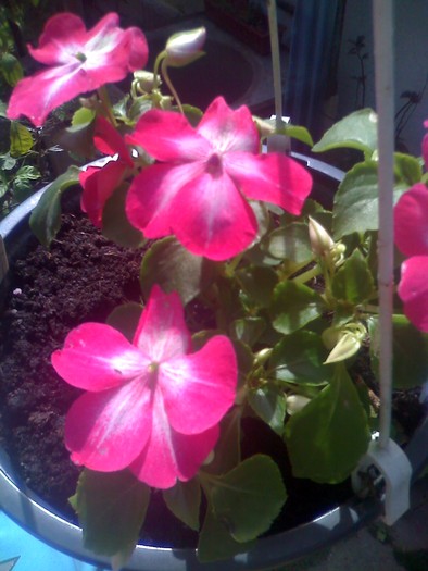 sporu casei roz - florile mele