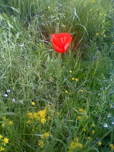 mac - florile mele
