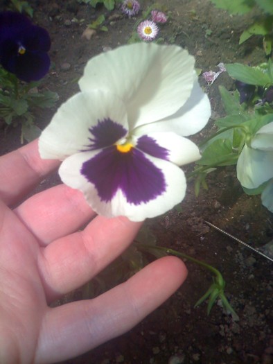 panseluta alba - florile mele