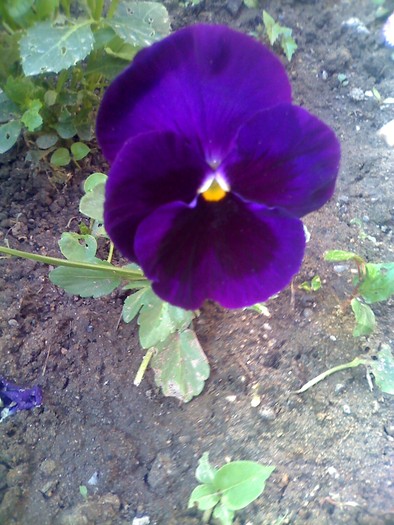 panseluta mea - florile mele