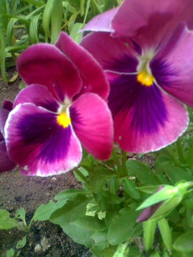 panselute roz - florile mele
