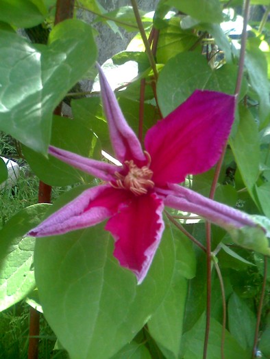 prima clematis - florile mele