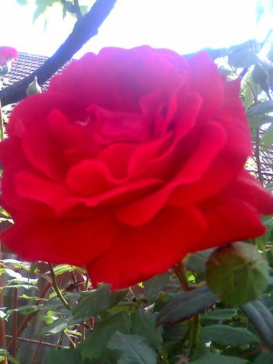 rosu trandafir - florile mele