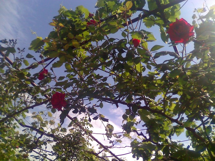 trandafiri sus - florile mele