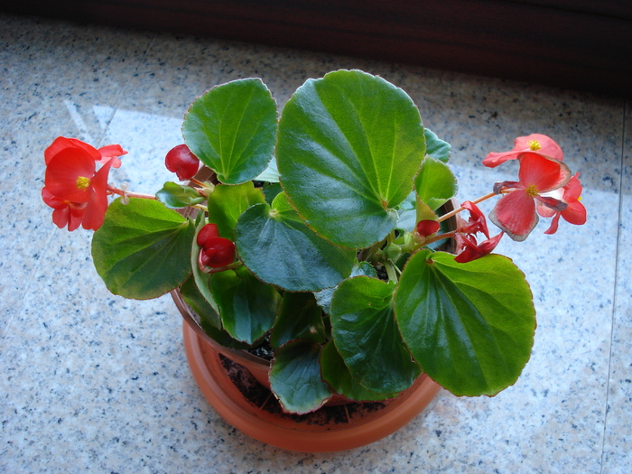 Begonia semperflorens (2009, April 27)