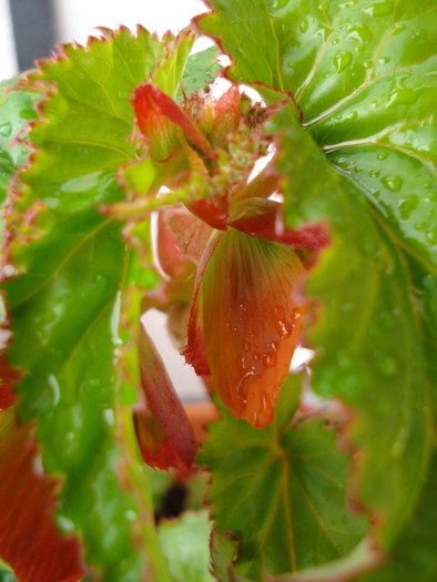 Begonia Red Cascade (2009, May 03) - Begonia cascade Red