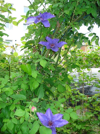 13052010 - Clematis 2010