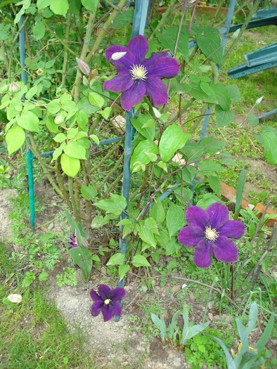 13052010 - Clematis 2010