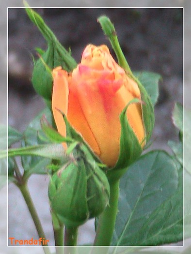IMG_0782 - Trandafiri