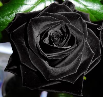 the-black-rose1 - Trandafiri