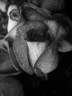 trandafirul-albastru-negru - Trandafiri
