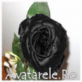 www_avatarele_ro__1198000811_929150 - Trandafiri